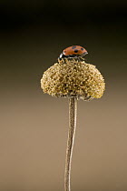 European Spotted Amber Ladybird (Hippodamia variegata) was accidentaly introduced to South Africa in 1967, this species feeds mostly on aphids, South Africa
