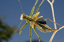 Predatory Katydids (Saginae), South Africa