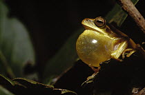 Tree Frog (Hyla goiana) male calling to attract a female, Cerrado ecosystem, Brazil