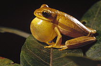 Tree Frog (Hyla goiana) calling during courtship to attract a female, Cerrado ecosystem, Brazil