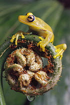 Tree Frog (Hyla sp) balanced on fern fiddlehead, Atlantic Forest, Brazil