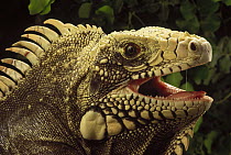 Green Iguana (Iguana iguana) portrait, Caatinga ecosystem, Brazil