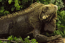 Green Iguana (Iguana iguana) portrait, Caatinga ecosystem, Brazil
