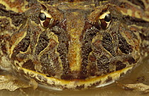 Muller's Smooth Horned Frog (Proceratophrys cristiceps) camouflaged in mud puddle, Caatinga ecosystem, Brazil