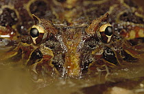 Muller's Smooth Horned Frog (Proceratophrys cristiceps) soaking in shallow pond, Caatinga ecosystem, Brazil