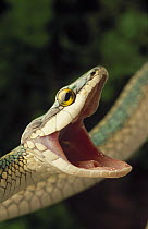 Parrot Snake (Leptophis ahaetulla) with mouth open in defense display, Caatinga ecosystem, Brazil