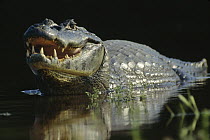 Jacare Caiman (Caiman yacare) resting in shallow water, thermoregulating by opening jaws, Pantanal ecosystem, Brazil