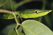 Bird Snake (Thelotornis sp) camouflaged among tree leaves, Amazon ecosystem, Brazil