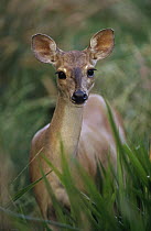 Marsh Deer (Blastocerus dichotomus) portrait, Pantanal ecosystem, Brazil