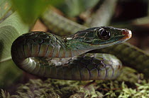 Colubrid Snake (Chironius sp) portrait, Amazon ecosystem, Brazil