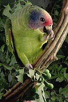 Red-tailed Amazon (Amazona brasiliensis) adult eating fruit, Atlantic Forest ecosystem, Brazil