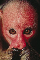 Red Uakari (Cacajao calvus) feeding on fruit, Amazon ecosystem, Brazil