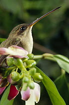 Straight-billed Hermit (Phaethornis bourcieri) hummingbird portrait, Amazon ecosystem, Brazil