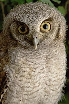 Tropical Screech Owl (Otus choliba) portrait, Pantanal ecosystem, Brazil