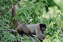 Humboldt's Woolly Monkey (Lagothrix lagotricha) in tree, Amazon ecosystem, Brazil