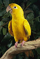 Golden Parakeet (Aratinga guarouba), Amazon, Brazil