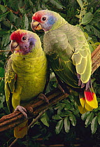 Red-tailed Amazon (Amazona brasiliensis) pair, southern Brazil