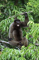 Humboldt's Woolly Monkey (Lagothrix lagotricha) calling from tree, Amazon ecosystem, Brazil