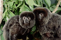 Goeldi's Monkey (Callimico goeldii) pair, Amazon, Brazil