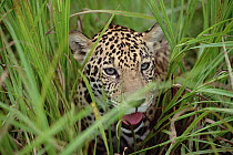 Jaguar (Panthera onca) hidden amid tall grass, Amazon ecosystem, Brazil