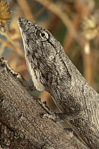 Brazilian Bush Anole (Polychrus acutirostris), Caatinga, Brazil