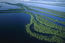 Anavilhanas archipelago in the middle of the Rio Negro River which is 24 kilometers wide at this point, Amazon ecosystem, Brazil