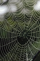 Spider web retaining raindrops, Atlantic Forest ecosystem, Brazil