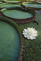 Amazon Water Lily (Victoria amazonica) flower and lily pad, Amazon, Brazil