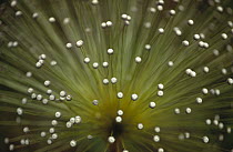 Everlasting Flower (Eriocaulaceae) detail, Cerrado ecosystem, Brazil