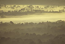 Dawn in the Amazon forest with intense evaporation of the early breeze, south Amazon ecosystem, Brazil