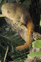 Pygmy Marmoset (Cebuella pygmaea), Amazon, Brazil