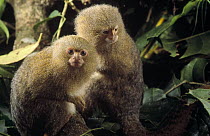 Pygmy Marmoset (Cebuella pygmaea) endangered, pair, world's smallest primate, Amazon, Brazil