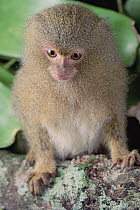 Pygmy Marmoset (Cebuella pygmaea), Amazon, Brazil