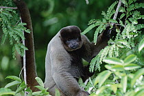 Humboldt's Woolly Monkey (Lagothrix lagotricha) sitting in tree, Amazon ecosystem, Brazil