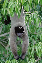 Humboldt's Woolly Monkey (Lagothrix lagotricha) hanging in tree, Amazon ecosystem, Brazil