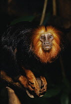 Golden-headed Lion Tamarin (Leontopithecus chrysomelas) portrait, Atlantic Forest ecosystem, Brazil