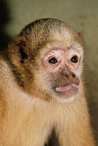 Woolly Spider Monkey (Brachyteles arachnoides) portrait, Atlantic Forest ecosystem, Brazil