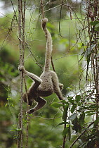 Woolly Spider Monkey (Brachyteles arachnoides) feeding in tree using prehensile tail, Atlantic Forest ecosystem, Brazil