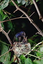 Swallow-tailed Hummingbird (Eupetomena macroura) parent at nest feeding chicks, Atlantic Forest ecosystem, Brazil