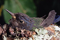 Swallow-tailed Hummingbird (Eupetomena macroura) incubating eggs on nest, Atlantic Forest ecosystem, Brazil