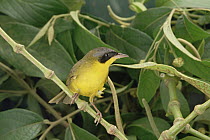 Masked Yellowthroat (Geothlypis aequinoctialis) perching on branch, Atlantic Forest ecosystem, Brazil
