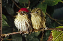 Striped Manakin (Machaeropterus regulus) couple perching on branch, Atlantic Forest ecosystem, Brazil
