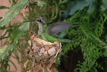Straight-billed Hermit (Phaethornis bourcieri) hummingbird parent incubating eggs on nest, southern Brazil