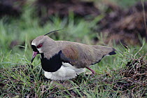 Southern Lapwing (Vanellus chilensis) mother incubating eggs on ground nest, Pantanal ecosystem, Brazil