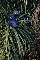 Hyacinth Macaw (Anodorhynchus hyacinthinus) pair perching in palm tree, Pantanal, Brazil