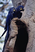 Hyacinth Macaw (Anodorhynchus hyacinthinus) pair perching on nest cavity in tree, Pantanal, Brazil