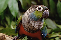Crimson-bellied Parakeet (Pyrrhura perlata) portrait, Amazon ecosystem, Brazil