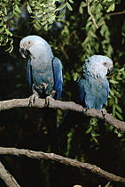 Little Blue Macaw (Cyanopsitta spixii) pair perching on branch, Pantanal, Brazil