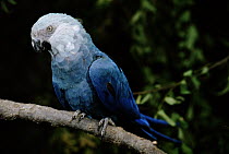 Little Blue Macaw (Cyanopsitta spixii) perching on branch, Pantanal, Brazil