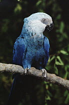 Little Blue Macaw (Cyanopsitta spixii) perching on branch, Pantanal, Brazil